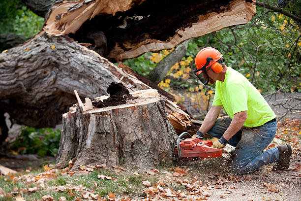 Best Arborist Consultation Services  in Ventnor City, NJ